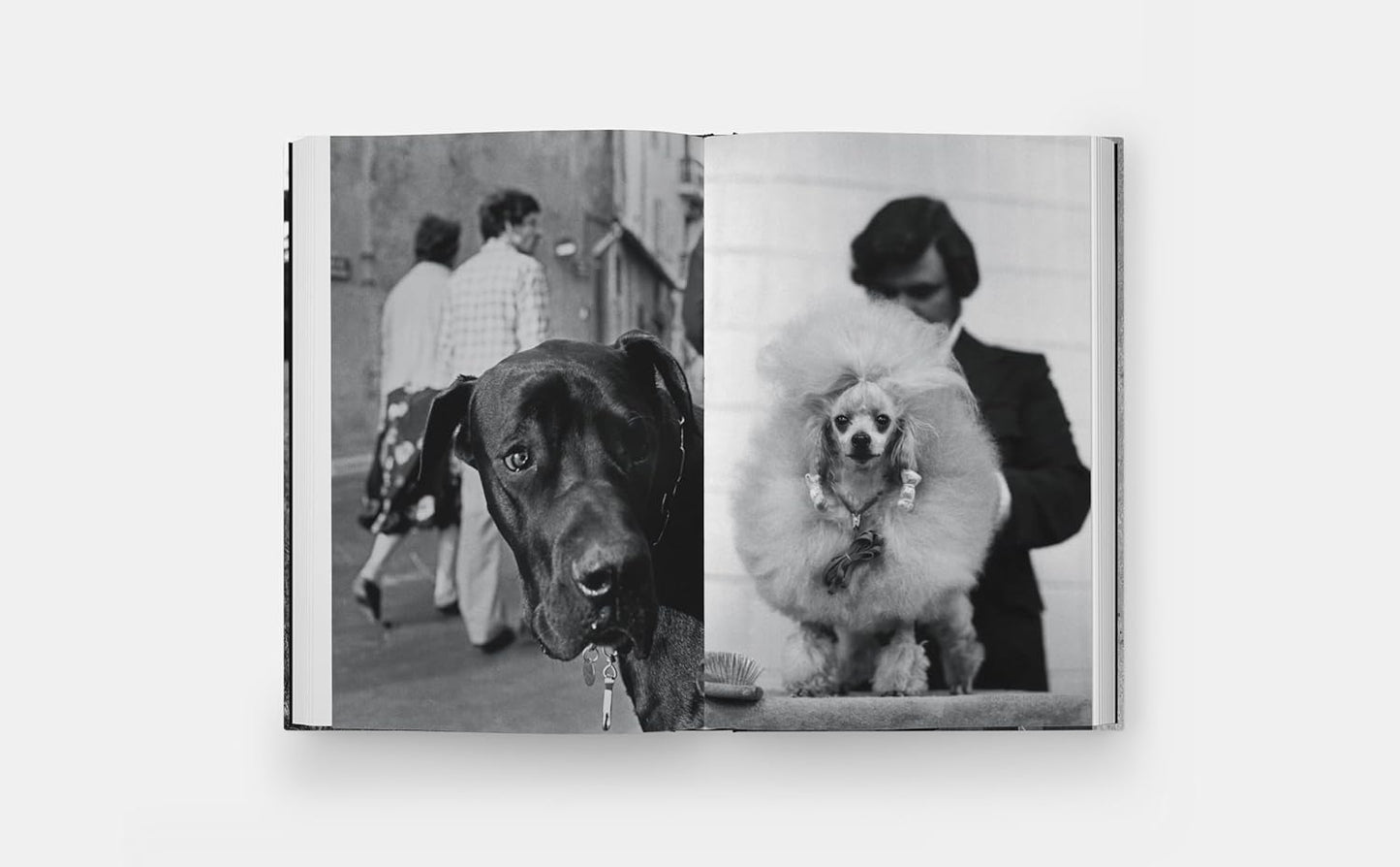 DogDogs