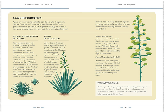 A Field Guide To Tequila