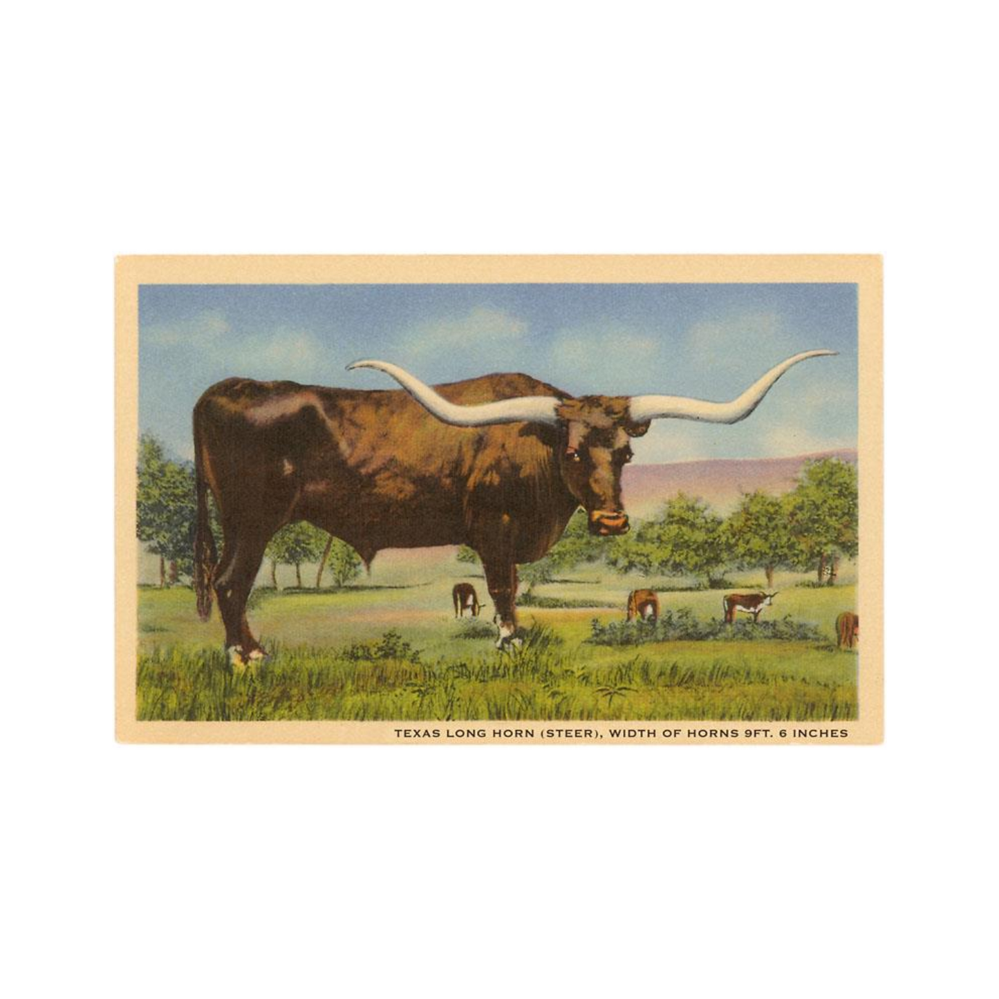 Texas Longhorn Steer Postcard by Found Image Press