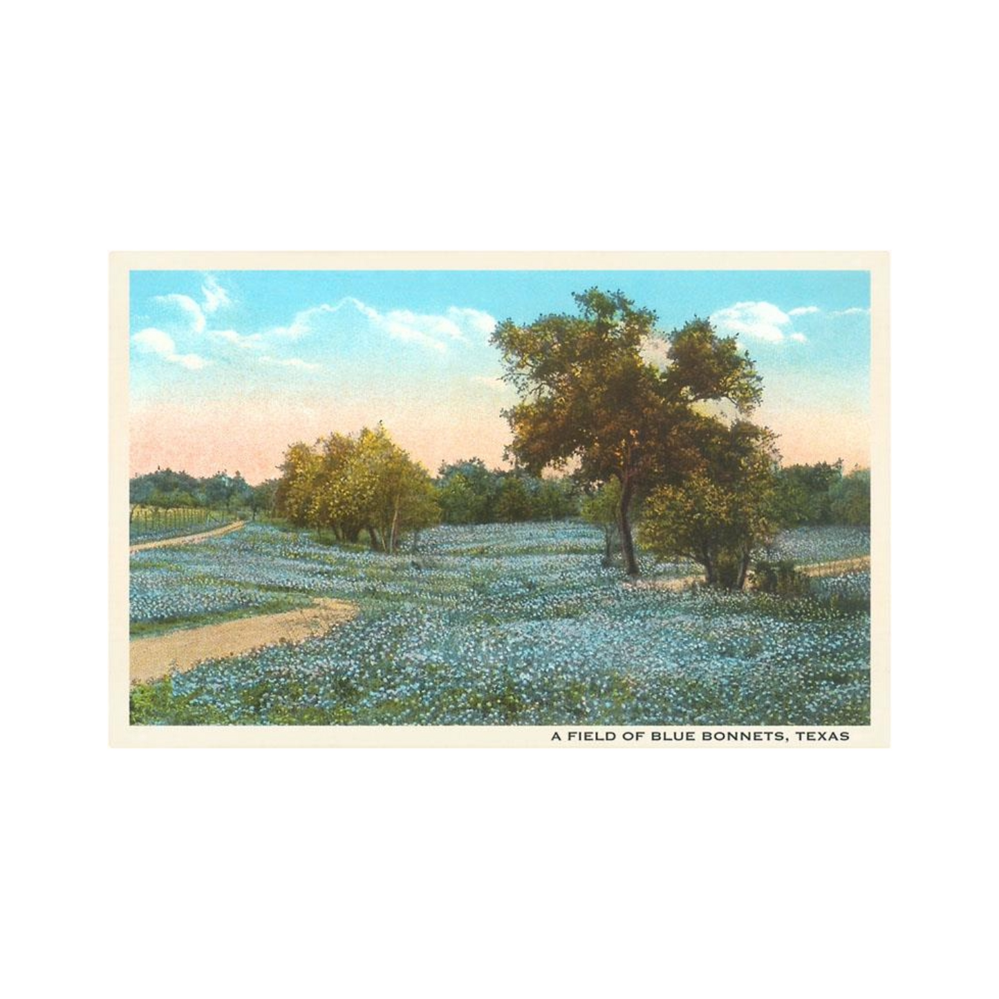 Field of Bluebonnets Postcard