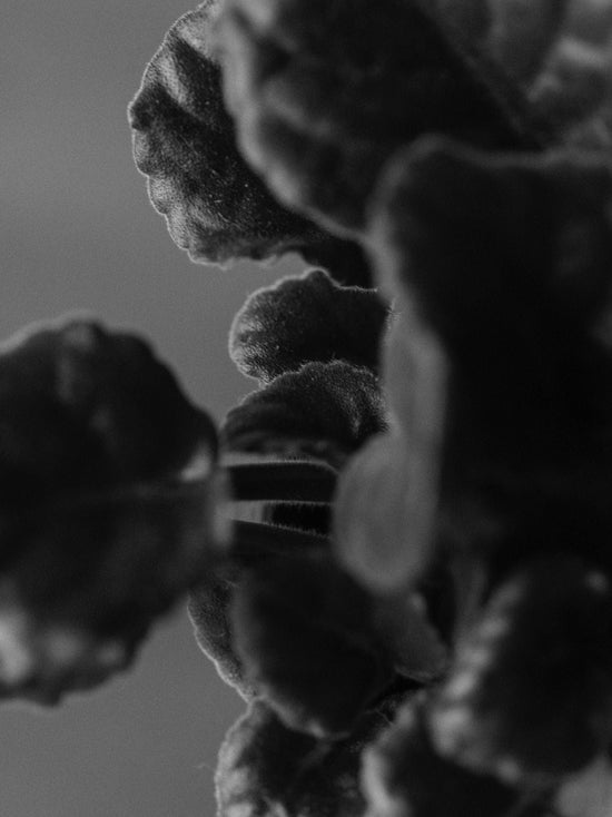 Dead Air Extrait de parfum, 10 ml by Oddity