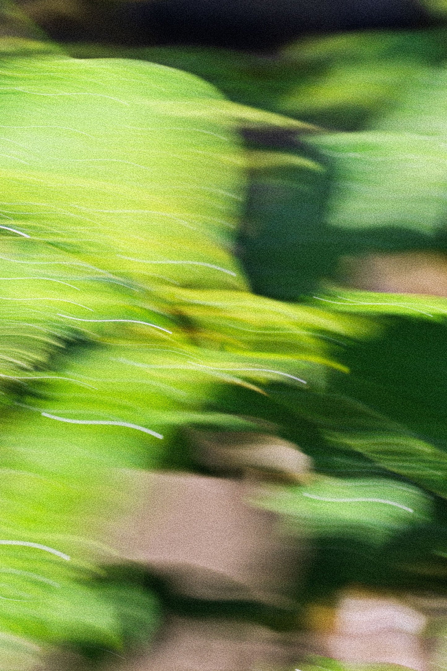 Resonant Extrait de parfum, 50 ml by Oddity