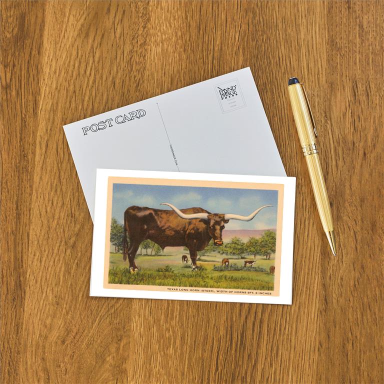 Texas Longhorn Steer Postcard by Found Image Press